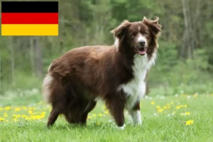 Read more about the article Border Collie crescători și căței în Germania