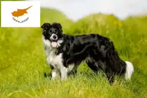 Read more about the article Border Collie crescători și căței în Cipru