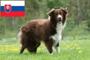 Read more about the article Border Collie crescători și căței în Slovacia