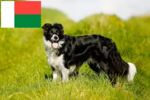 Read more about the article Border Collie crescători și căței în Madagascar