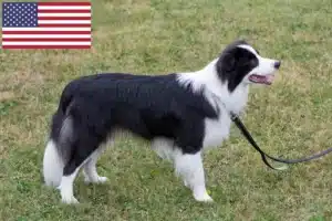 Read more about the article Border Collie crescători și căței în SUA