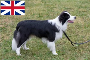 Read more about the article Border Collie crescători și căței în Marea Britanie