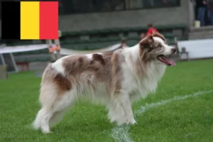 Read more about the article Border Collie crescători și căței în Belgia