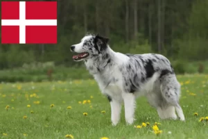 Read more about the article Border Collie crescători și căței în Danemarca