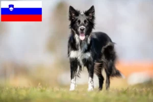 Read more about the article Border Collie crescători și căței în Slovenia