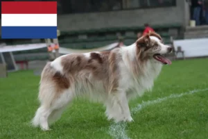 Read more about the article Border Collie crescători și căței în Olanda