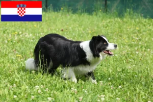 Read more about the article Border Collie crescători și căței în Croația