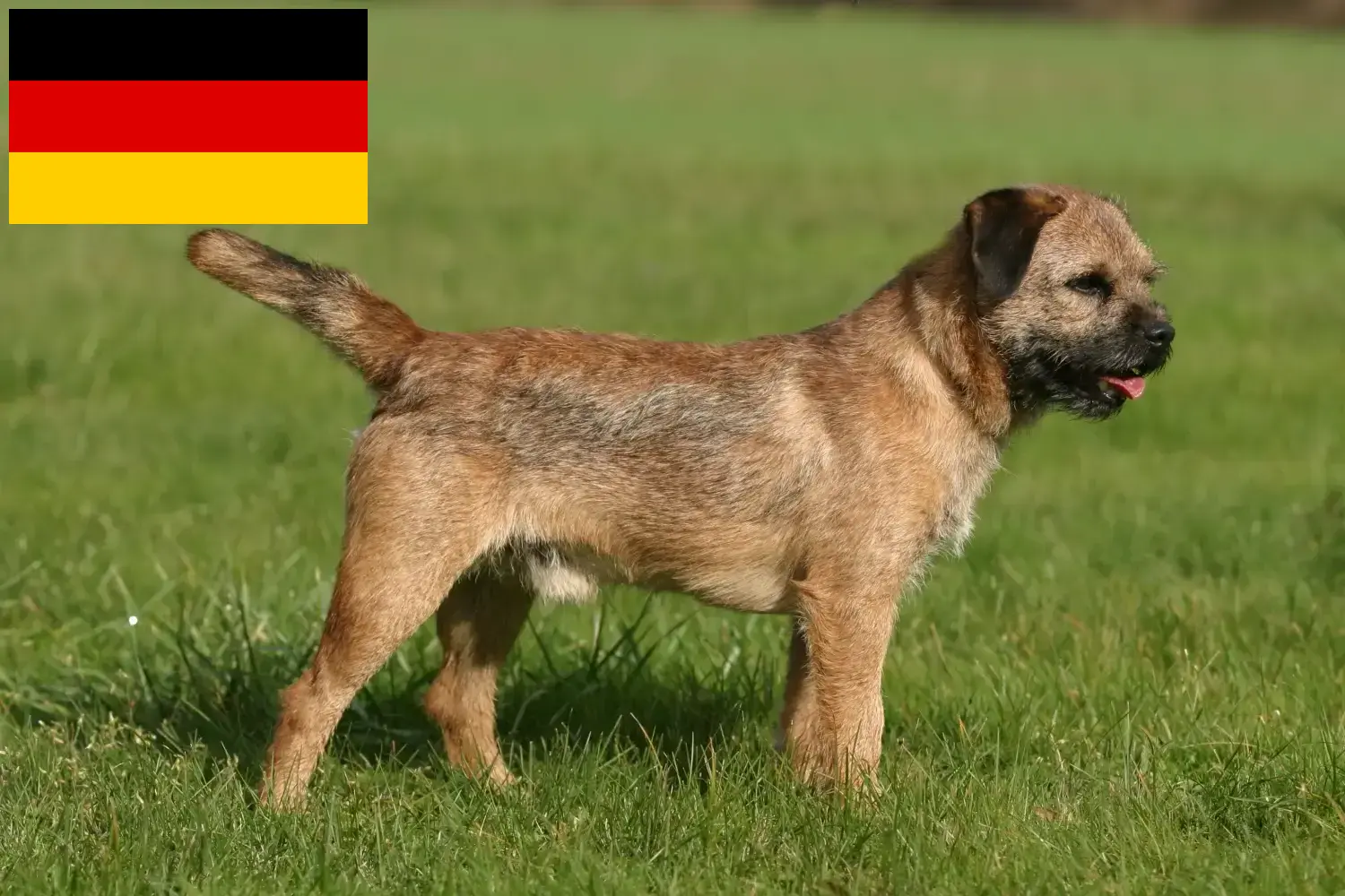 Read more about the article Border Terrier crescători și căței în Germania