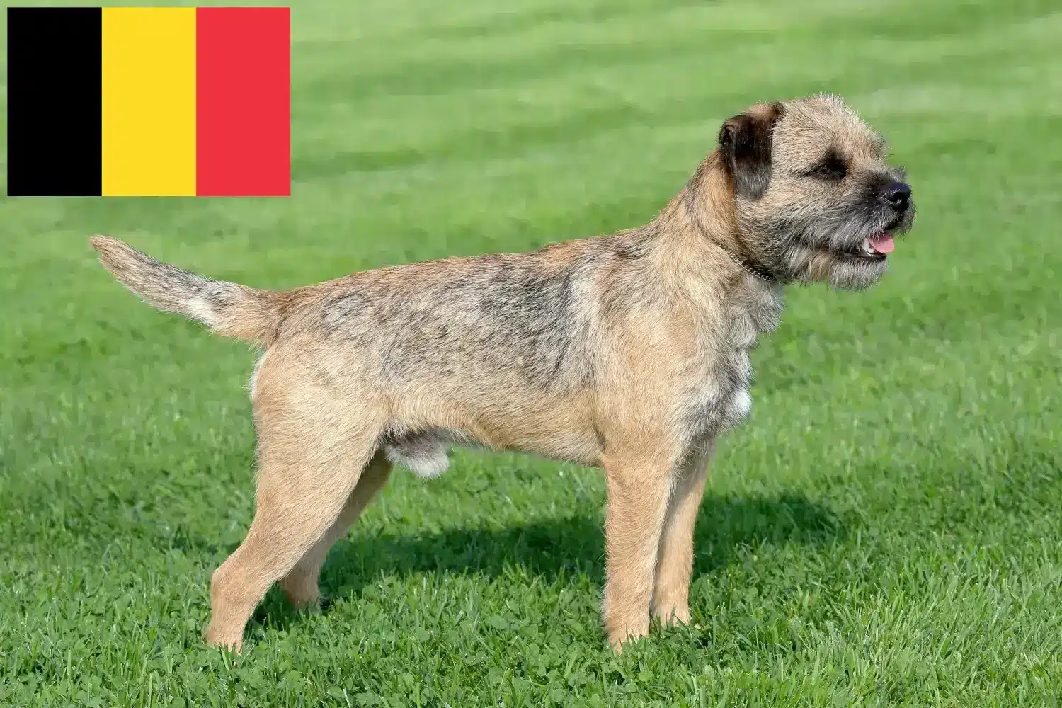 Read more about the article Border Terrier crescători și căței în Belgia