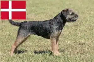 Read more about the article Border Terrier crescători și căței în Danemarca