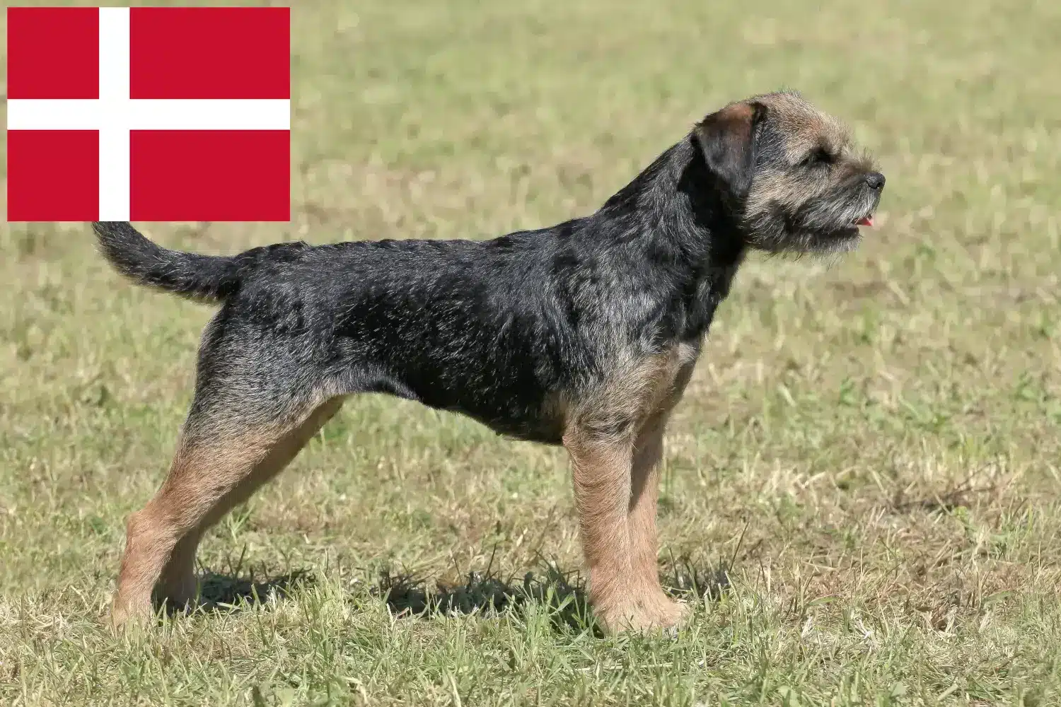 Read more about the article Border Terrier crescători și căței în Danemarca