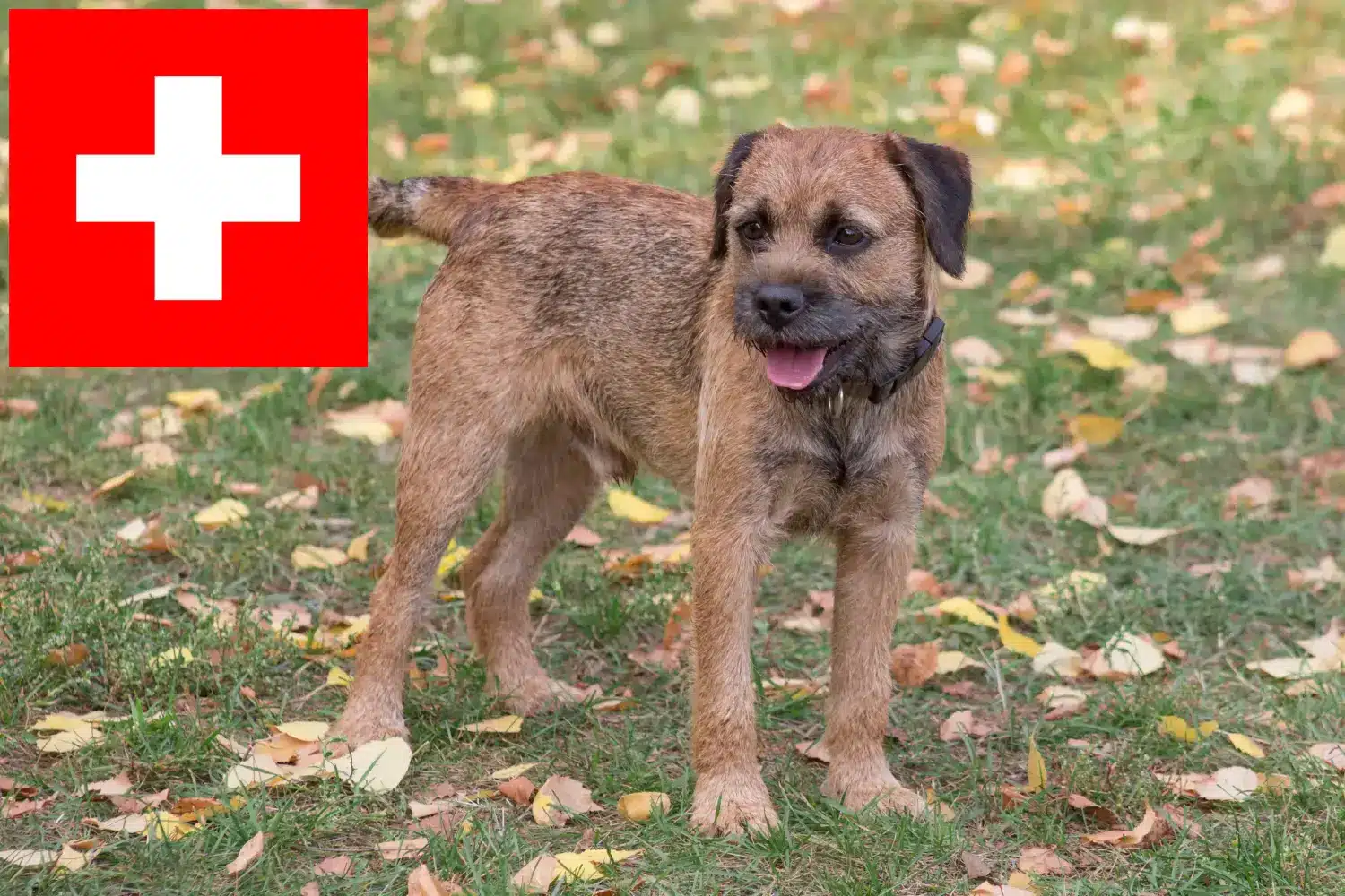 Border Terrier căței și crescători Elveția Aici puteți găsi crescători de Border Terrier în Elveția.