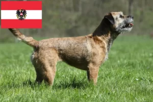 Read more about the article Border Terrier crescători și căței în Austria