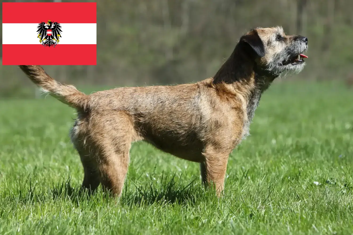 Border Terrier cățeluși și crescători Austria Aici puteți găsi crescători de Border Terrier în Austria.