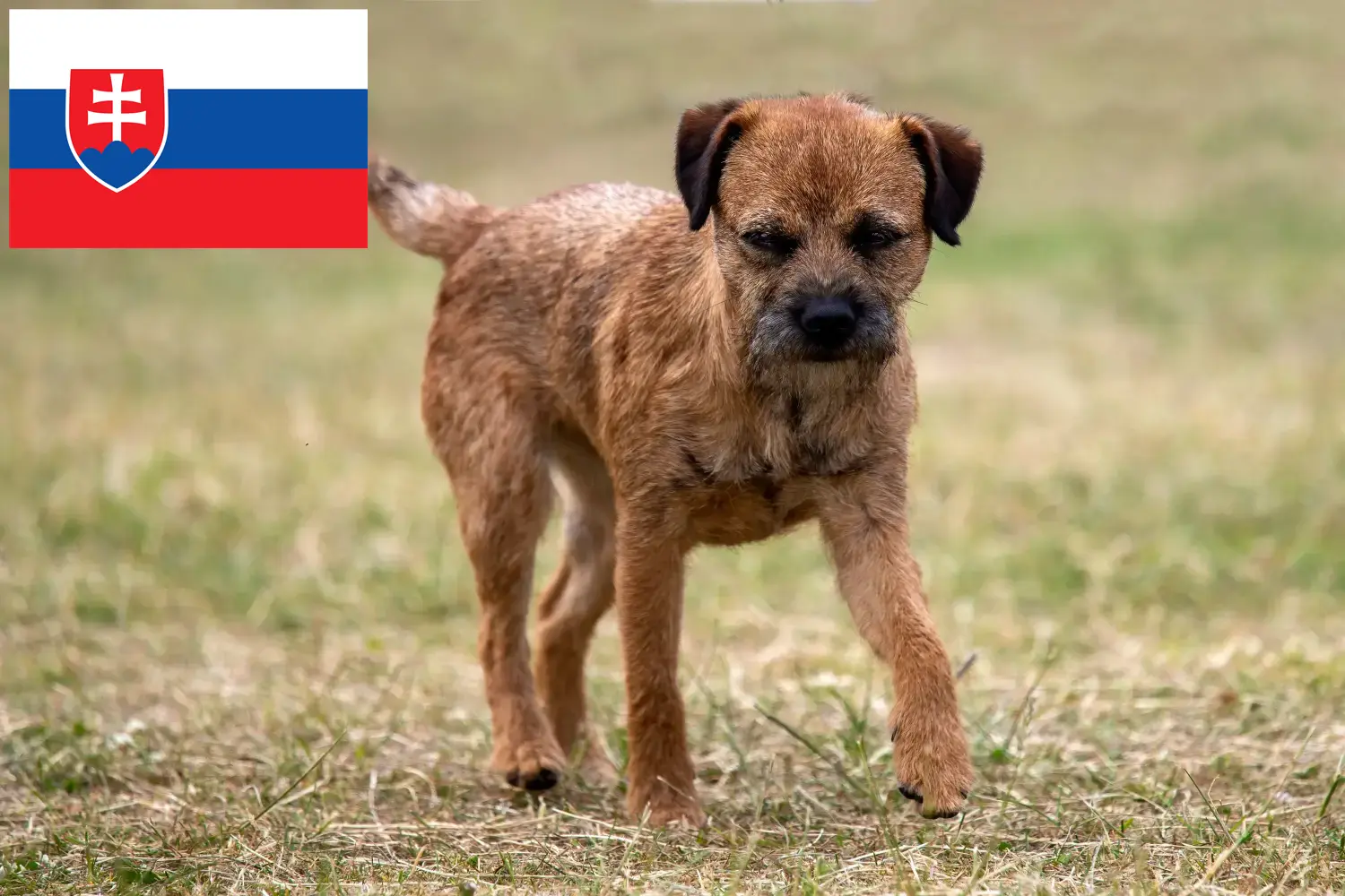 Border Terrier cățeluși și crescători de animale de rasă Slovacia Găsește crescători de Border Terrier în Slovacia.