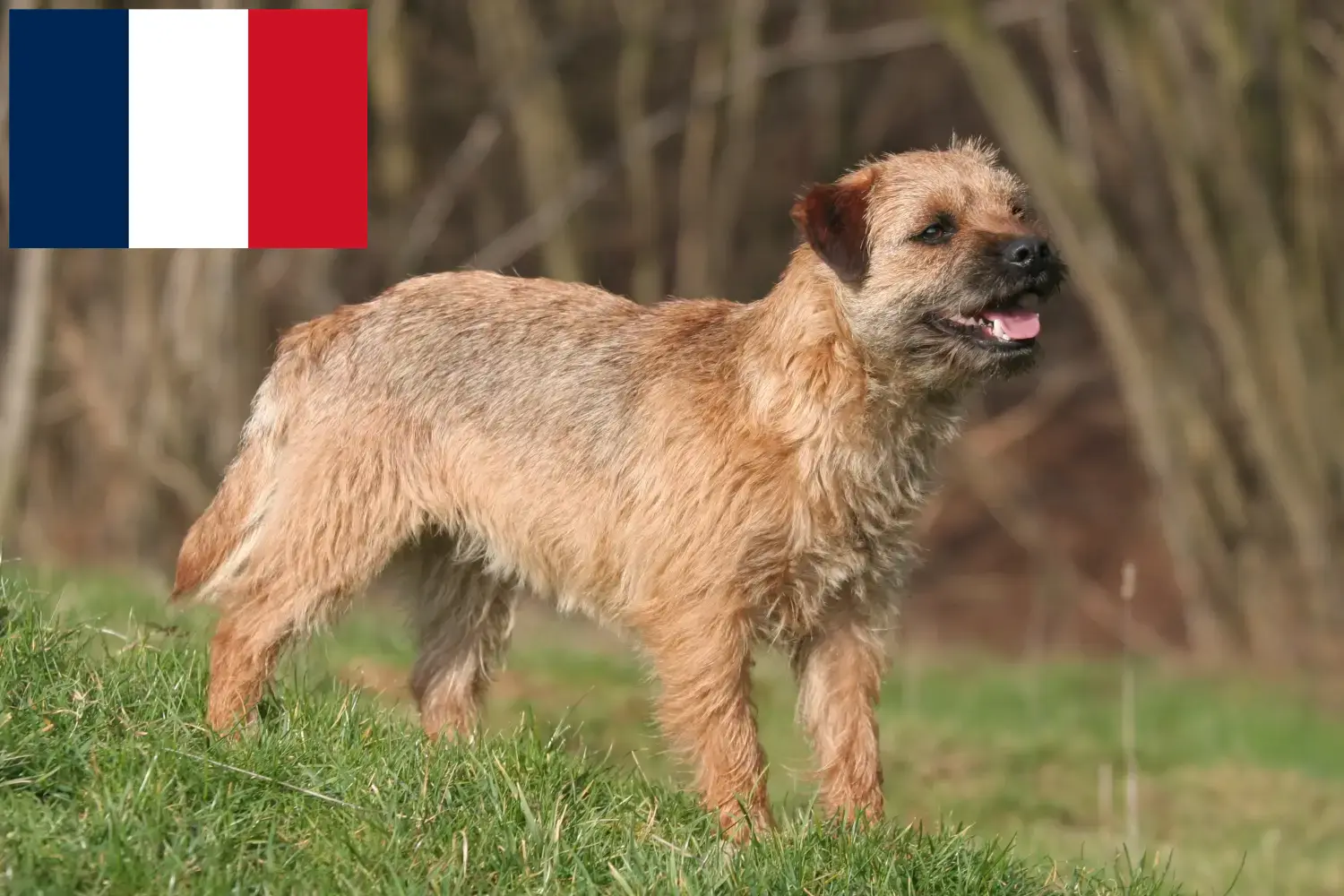 Border Terrier căței și crescători Franța Aici puteți găsi crescători de Border Terrier în Franța.