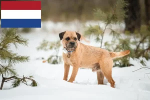 Read more about the article Border Terrier crescători și căței în Olanda