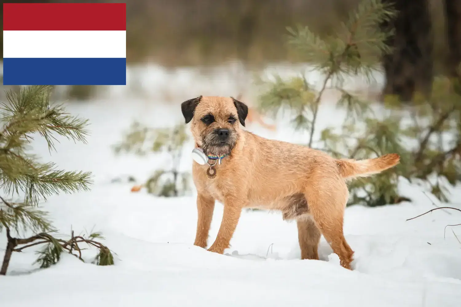 Read more about the article Border Terrier crescători și căței în Olanda