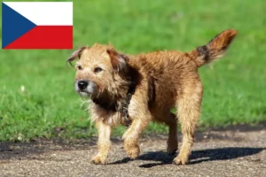 Read more about the article Border Terrier crescători și căței în Republica Cehă