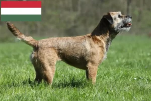 Read more about the article Border Terrier crescători și căței în Ungaria