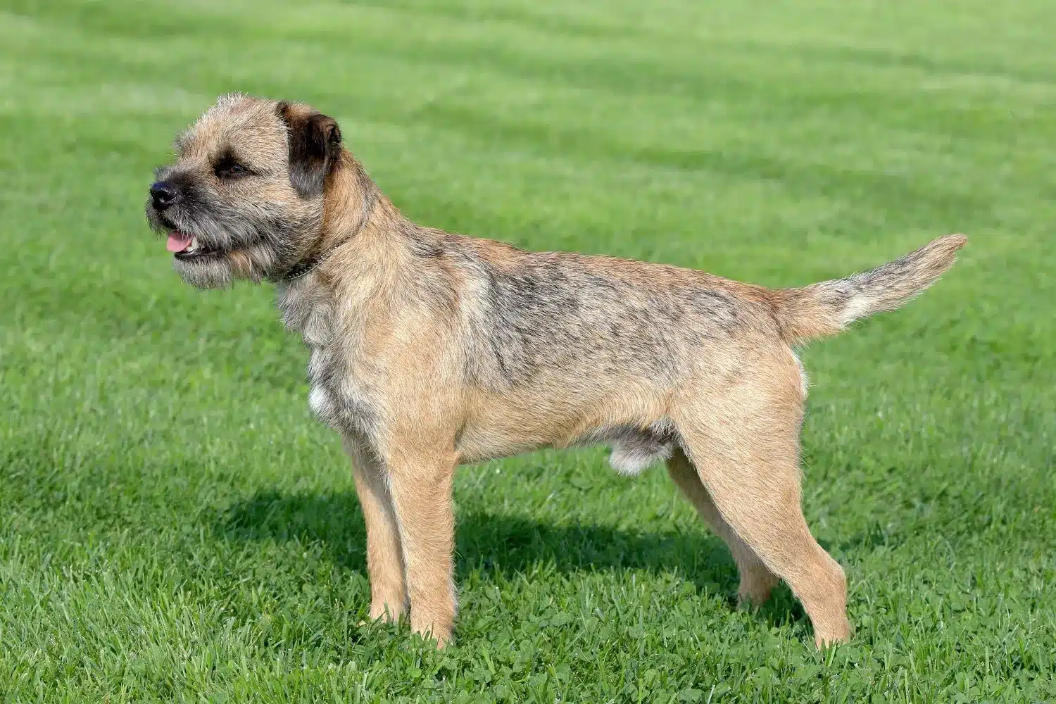 Border Terrier căței și crescători Aici puteți găsi crescători de Border Terrier în apropierea dumneavoastră.