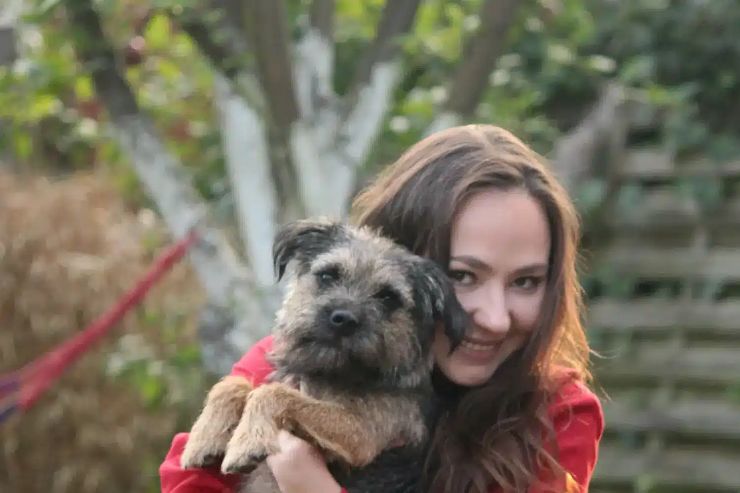 Border Terrier - Dragostea mea pentru această rasă de câini. De ce îmi plac Border Terrierii de frontieră