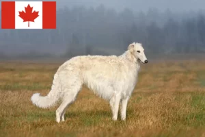 Read more about the article Borzoi crescători și căței în Canada