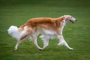 Read more about the article Borzoi crescător
