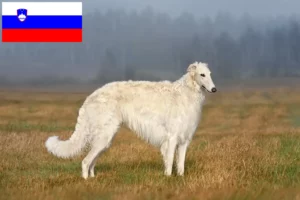 Read more about the article Borzoi crescători și căței în Slovenia