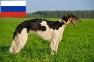 Read more about the article Borzoi crescători și căței în Rusia