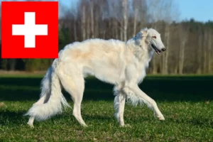 Read more about the article Borzoi crescători și căței în Elveția