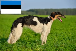 Read more about the article Borzoi crescători și căței în Estonia