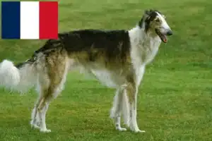 Read more about the article Borzoi crescători și căței în Franța