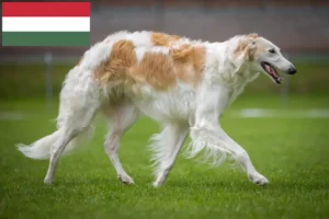Read more about the article Borzoi crescători și căței în Ungaria
