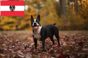 Read more about the article Boston Terrier crescători și căței în Austria
