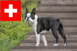 Read more about the article Boston Terrier crescători și căței în Elveția