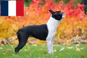 Read more about the article Boston Terrier crescători și căței în Franța
