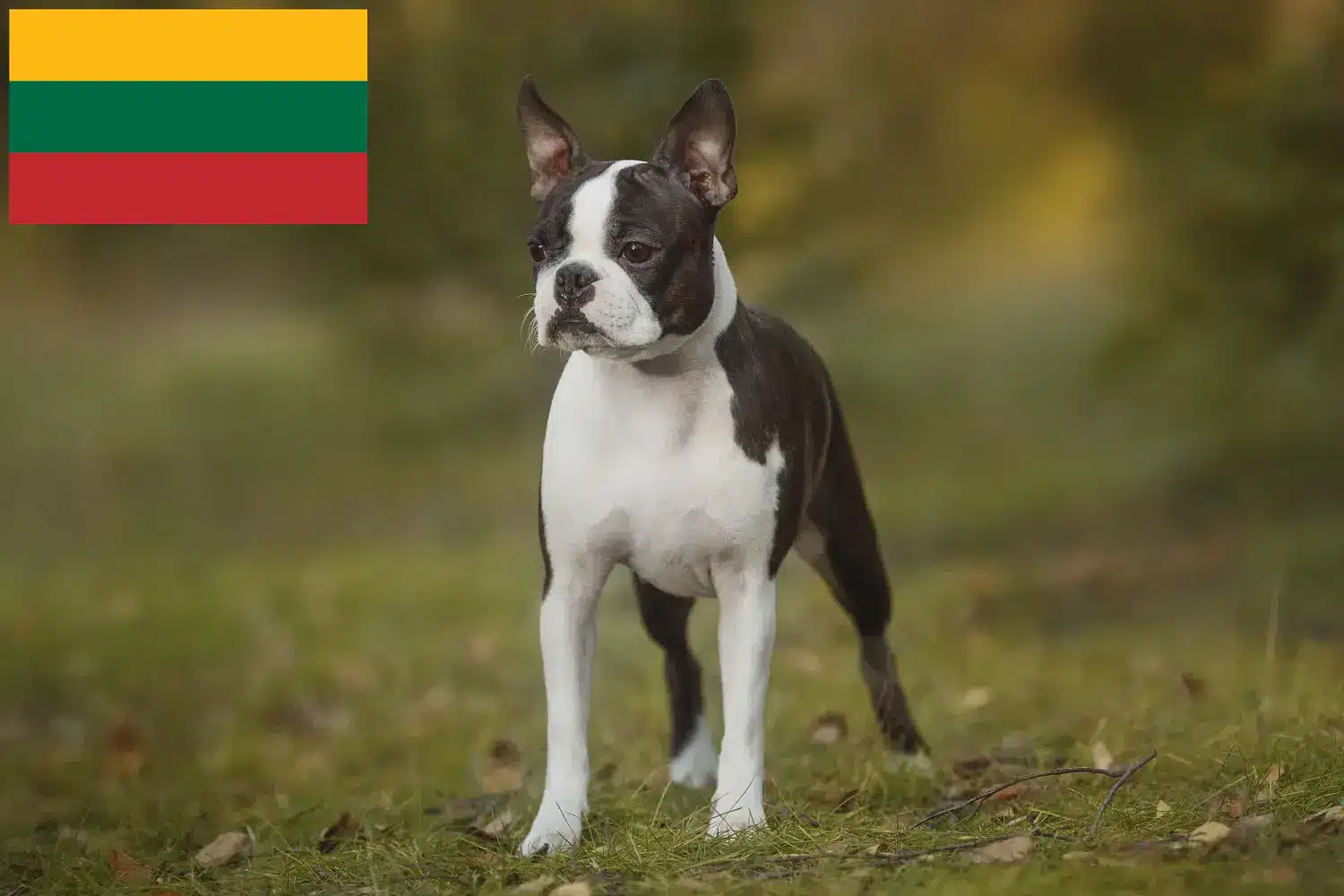 Boston Terrier căței și crescători de Boston Terrier Lituania Găsiți aici crescătorii de Boston Terrier în Lituania.