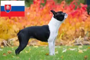 Read more about the article Boston Terrier crescători și căței în Slovacia