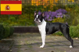 Read more about the article Boston Terrier crescători și căței în Spania