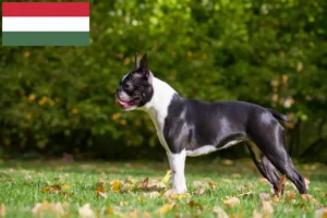 Read more about the article Boston Terrier crescători și căței în Ungaria