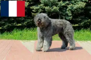 Read more about the article Bouvier des Flandres crescători și căței în Franța