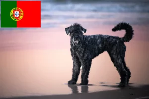 Read more about the article Bouvier des Flandres crescători și căței în Portugalia