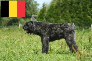 Read more about the article Bouvier des Flandres crescători și căței în Belgia