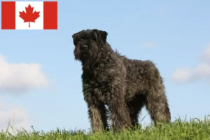 Read more about the article Bouvier des Flandres crescători și căței în Canada