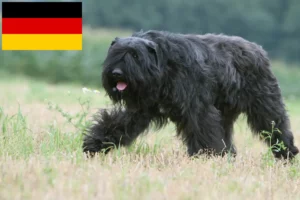 Read more about the article Bouvier des Flandres crescători și căței în Germania