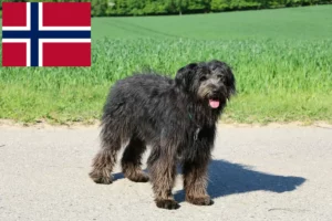 Read more about the article Bouvier des Flandres crescători și căței în Norvegia