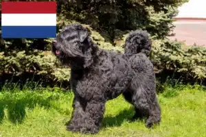 Read more about the article Bouvier des Flandres crescători și căței în Olanda