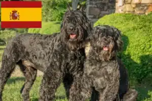 Read more about the article Bouvier des Flandres crescători și căței în Spania