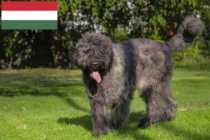 Read more about the article Bouvier des Flandres crescători și căței în Ungaria